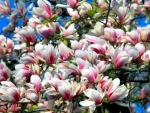 Magnolias