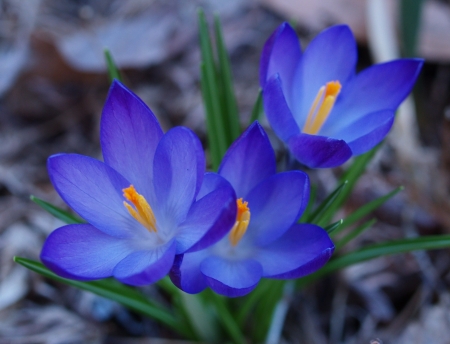 Crocuses - flower, spring, orange, crocus, blue