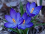 Crocuses