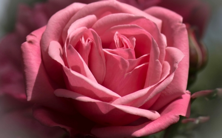 Pink rose - skin, rose, flower, pink