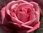 Pink rose