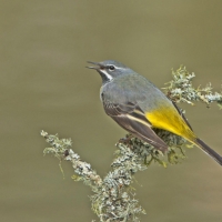 Grey Wagtail