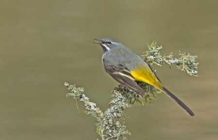 Grey Wagtail - wagtail, animal, grey, branch, birds