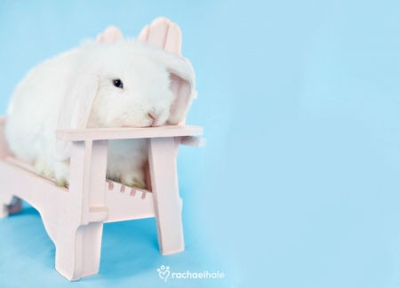 Happy Easter! - blue, pink, bunny, rachael hale, chair, easter, white, animal, cute, card