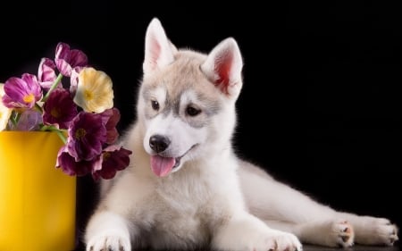 Husky - flower, animal, pink, husky, black, puppy, yellow, dog