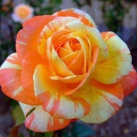 Orange, Yellow & White Rose