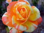 Orange, Yellow & White Rose