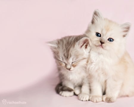 Kittens - cat, couple, valentine, misty and mac, kitten, white, pink, rachael hale, card, animal