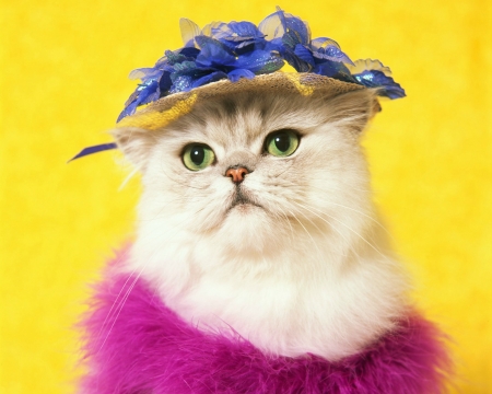 Miss Cat - white, hat, yellow, cat, pink, blue, animal, funny