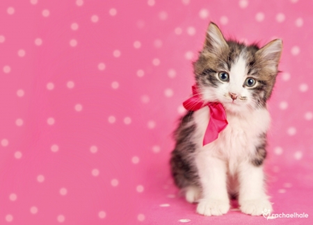 Kitten - cat, pisica, kitten, white, bow, rachael hale, pink, animal, sweet, dot, cute