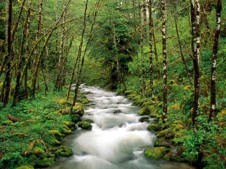 Stream - stream, nature, tree, forest