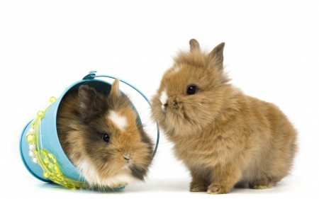 Happy Easter! - animal, cute, sweet, blue, easter, white, card, rabbit, bucket, couple, bunny