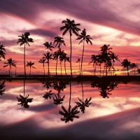 palm trees sunset