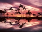 palm trees sunset