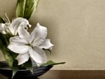 White Lilies Still Life F