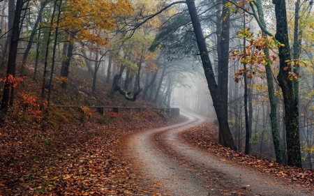 Forest - Forest, nature, tree, woods