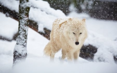 Wolf - animal, wolf, lone, snow