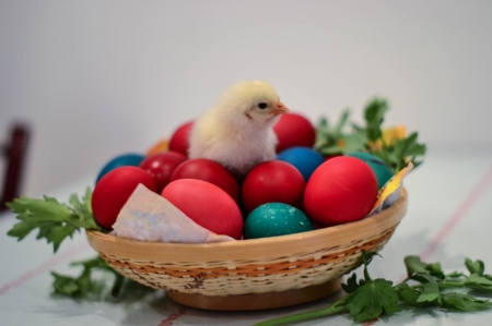 Happy Easter - Happy, eggs, chicken, Easter