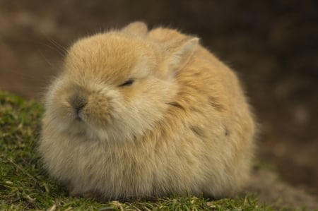 easter bunny - animals, easter, sweet, cute, bunny