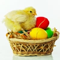 Basket with the Easter eggs and small chicken