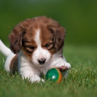 llittle puppy with easter egg