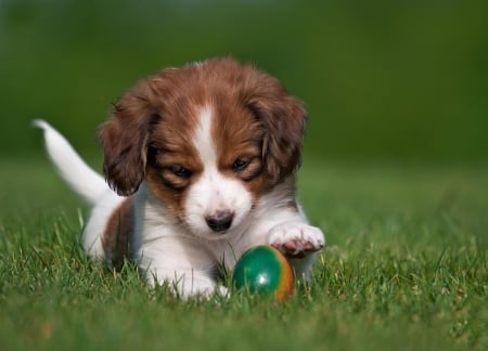 llittle puppy with easter egg - easter, puppy, egg, llittle