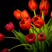 Spring Tulips