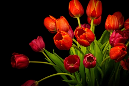 Spring Tulips