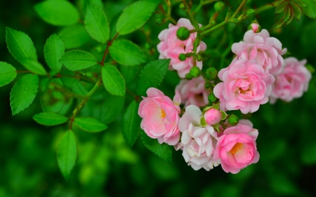 Flower - flower, tree, nature, grass