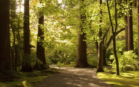 Forest - forest, nature, treee, grass