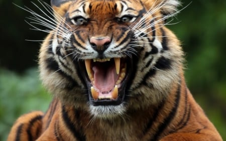 Tiger - roar, animal, Tiger, kitty