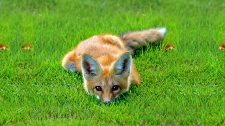 Nice spring fox - fox, red, green, grass, spring