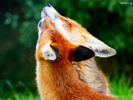 Lovely couple - green, grass, two foxies, couple, red foxies