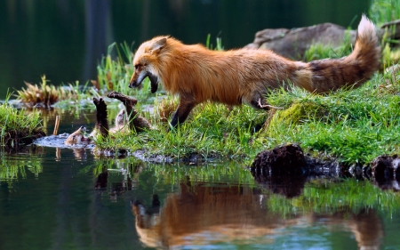 Fighting fox - agressive, lake, reflection, fighting, red fox