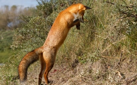 Hunting red fox - hunting, synny, summer, red fox