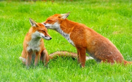 Beautiful fox family - green, grass, red foxies, two foxies