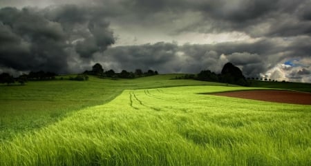 Green Field - nature, green, sky, field