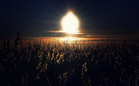 Wheat Field - wheat, sunset, nature, field, dark