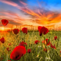 Poppy field