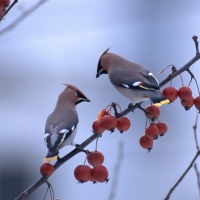 Winter Birds