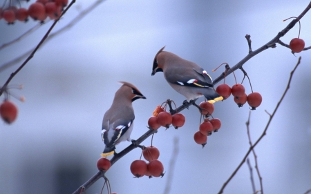 Winter Birds - animal, bird, berries, branches, macro, waxing