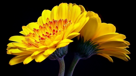 Yellow Flower