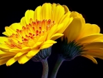 Yellow Flower