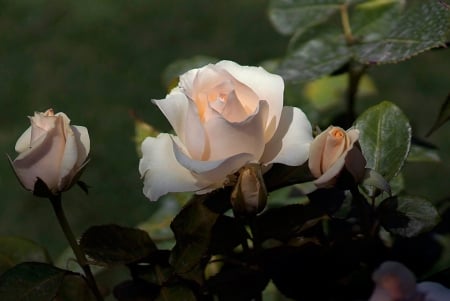 Pink Roses - flowers, rose, pink, beautiful