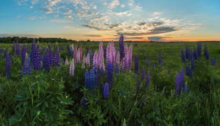 Amazing Wild Flowers - flower, nature, purple, land