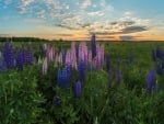 Amazing Wild Flowers