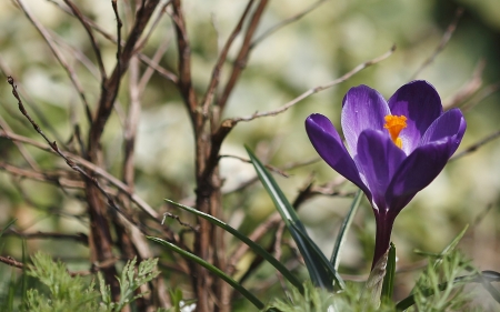 Crocus - branch, purple, green, spring, flower, crocus