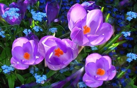 Crocuses and forget-me-not - flower, purple, pink, spring, foreget me not, blue, art, pictura, painting, crocus