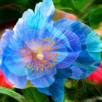 Blue poppy