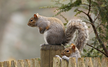 Squirrel - animal, tail, rodent, squirrel